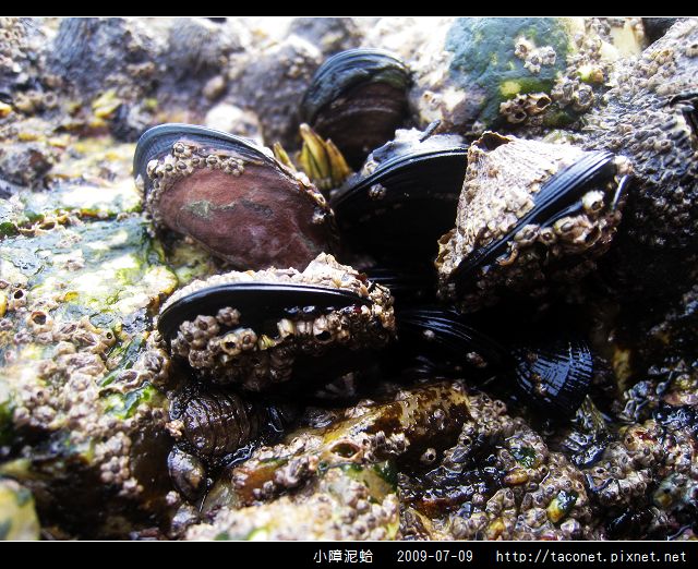 小障泥蛤_06.jpg