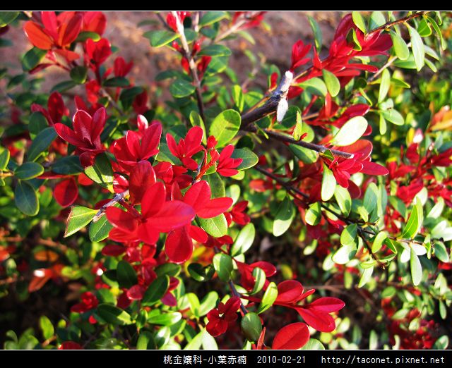 桃金孃科-小葉赤楠_19.jpg 桃金孃科-小葉赤楠_19.jpg