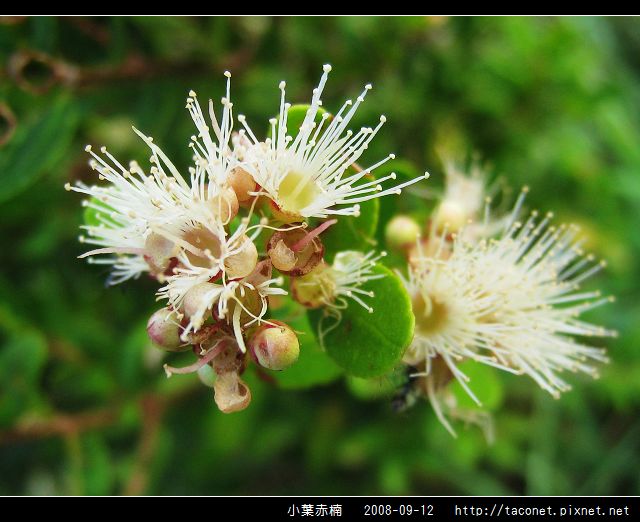 小葉赤楠_12.jpg 小葉赤楠_12.jpg