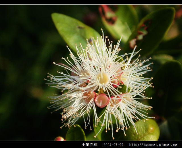 小葉赤楠_04.jpg 小葉赤楠_04.jpg