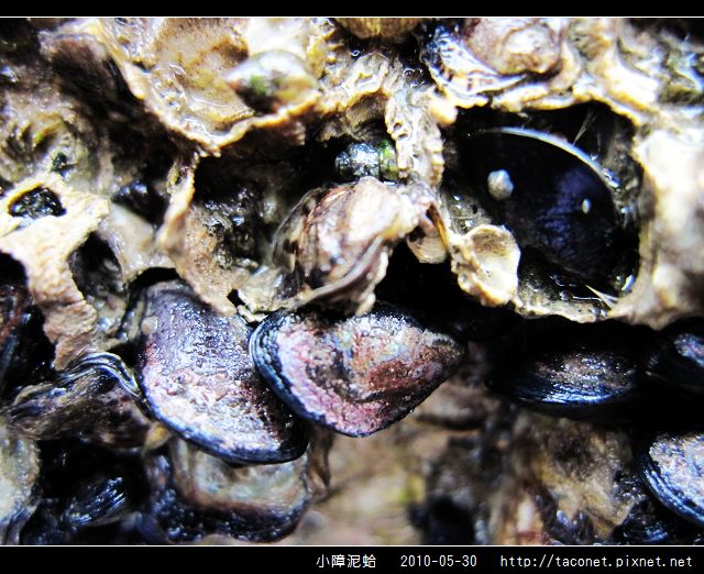 小障泥蛤_05.jpg
