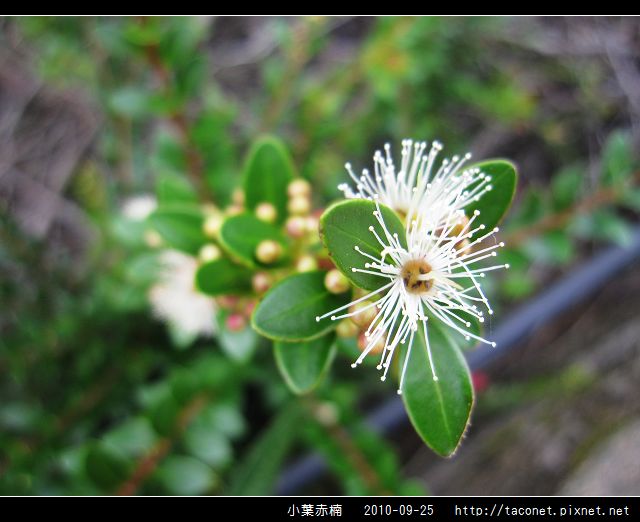 小葉赤楠_08.jpg 小葉赤楠_08.jpg