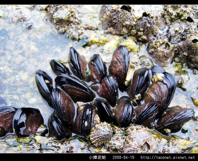 小障泥蛤_03.jpg