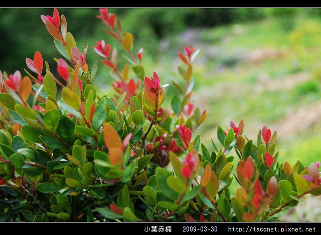 小葉赤楠_01.jpg 小葉赤楠_01.jpg