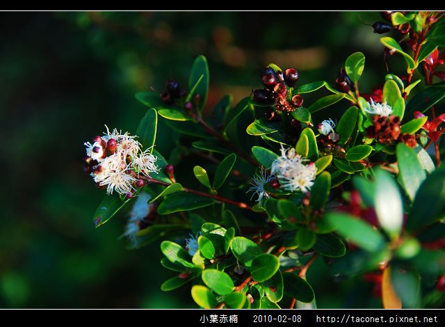 小葉赤楠_02.jpg 小葉赤楠_02.jpg