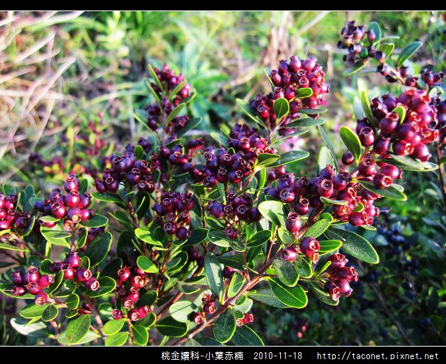 桃金孃科-小葉赤楠_16.jpg 桃金孃科-小葉赤楠_16.jpg