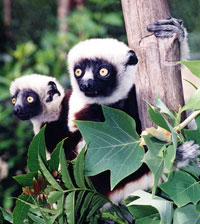 Sifaka&Baby_tm.jpg