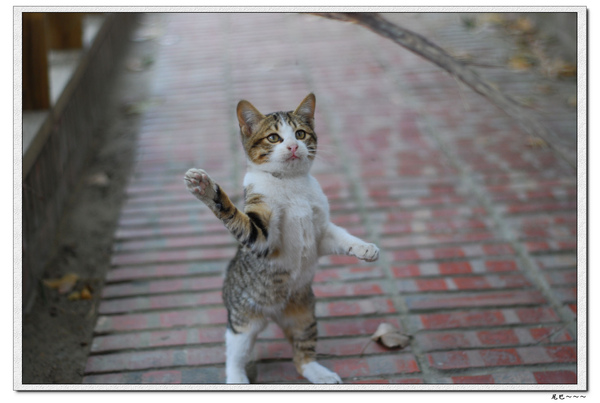 nEO_IMG_DSC_0377.jpg nEO_IMG_DSC_0377.jpg