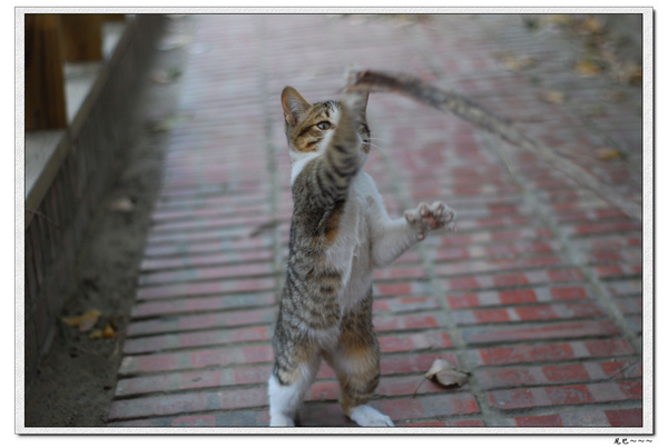 nEO_IMG_DSC_0378.jpg nEO_IMG_DSC_0378.jpg