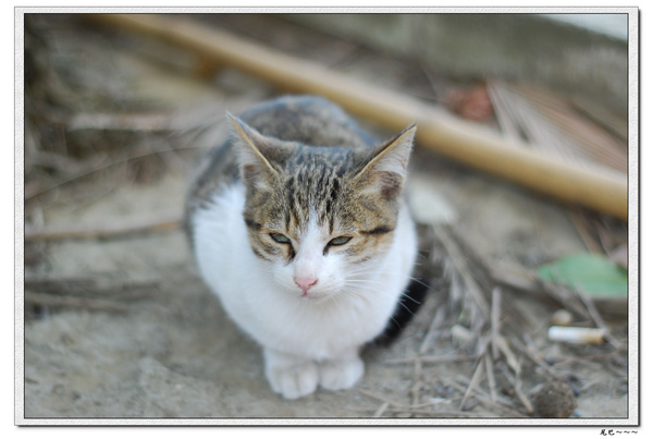 nEO_IMG_DSC_0388.jpg nEO_IMG_DSC_0388.jpg