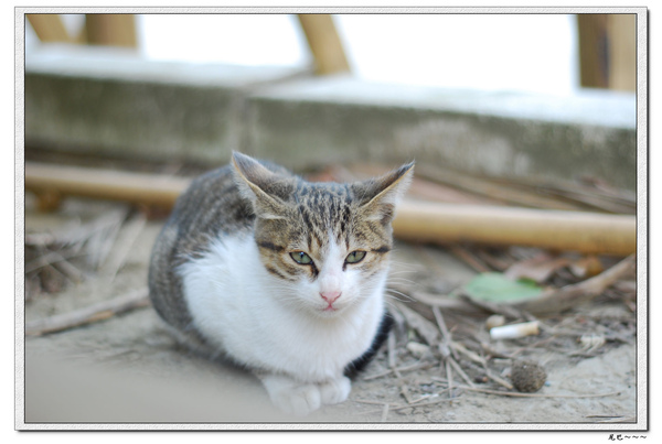 nEO_IMG_DSC_0390.jpg nEO_IMG_DSC_0390.jpg