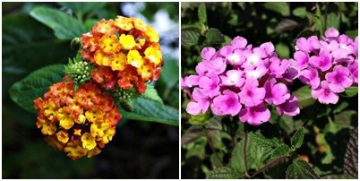 【賞花角落】馬櫻丹.jpg 【賞花角落】馬櫻丹.jpg