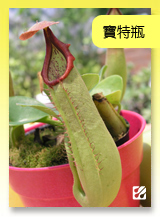 台灣蝕-寶特瓶豬籠草.jpg