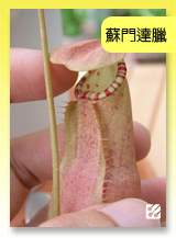 台灣蝕-蘇門達臘豬籠草.jpg