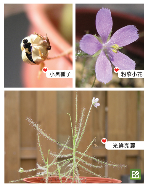 「台灣蝕遊」好站推薦、彩虹運動!彩虹草種子獎品.jpg