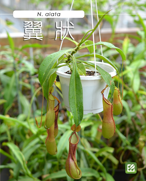 台灣蝕-翼狀豬籠草-N. alata_01.jpg