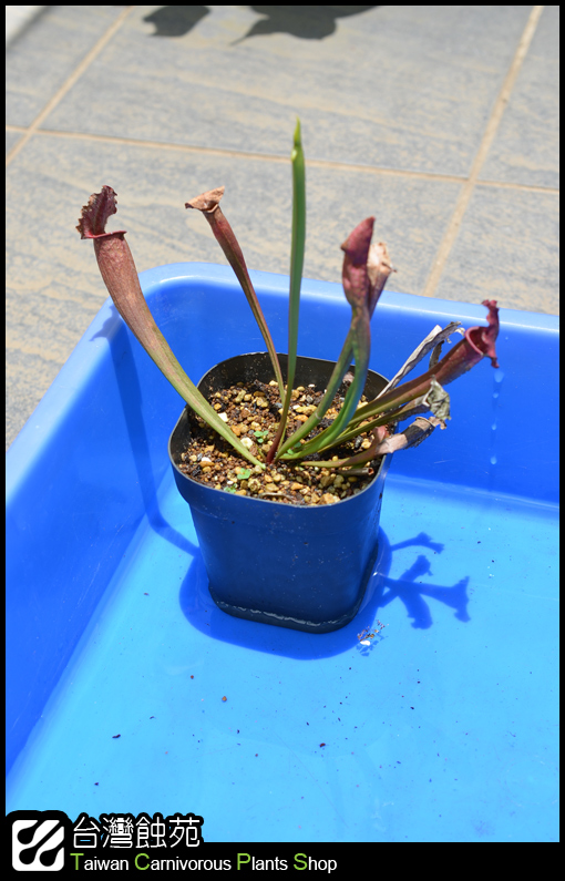 台灣蝕-瓶子草處理流程-8.jpg 台灣蝕-瓶子草處理流程-8.jpg