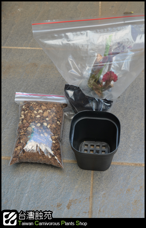 台灣蝕-瓶子草處理流程-1.jpg 台灣蝕-瓶子草處理流程-1.jpg
