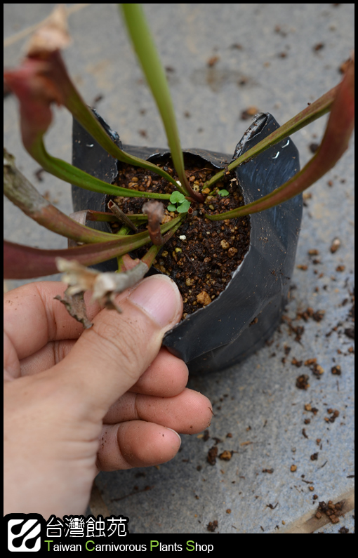 台灣蝕-瓶子草處理流程-3.jpg 台灣蝕-瓶子草處理流程-3.jpg