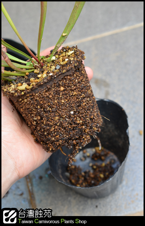 台灣蝕-瓶子草處理流程-4.jpg 台灣蝕-瓶子草處理流程-4.jpg