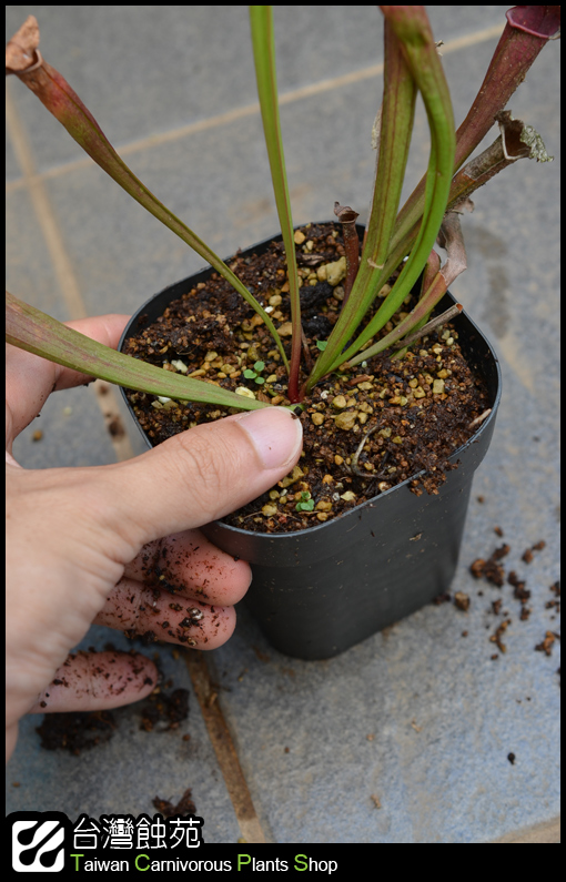 台灣蝕-瓶子草處理流程-6.jpg 台灣蝕-瓶子草處理流程-6.jpg