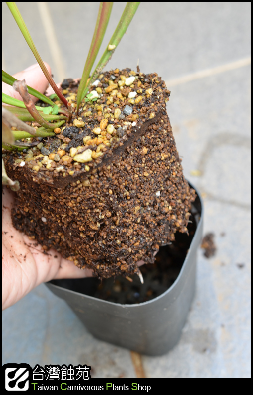 台灣蝕-瓶子草處理流程-5.jpg 台灣蝕-瓶子草處理流程-5.jpg