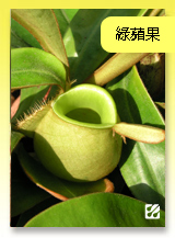 台灣蝕-綠蘋果豬籠草.jpg
