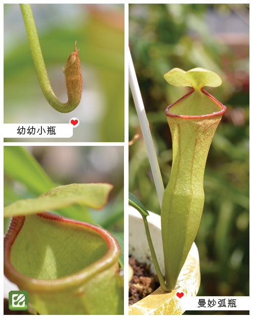 台灣蝕-風鈴葫蘆豬籠草-N. campanulata x ventricosa_02.jpg