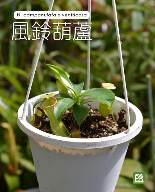 台灣蝕-風鈴葫蘆豬籠草-N. campanulata x ventricosa_01.jpg