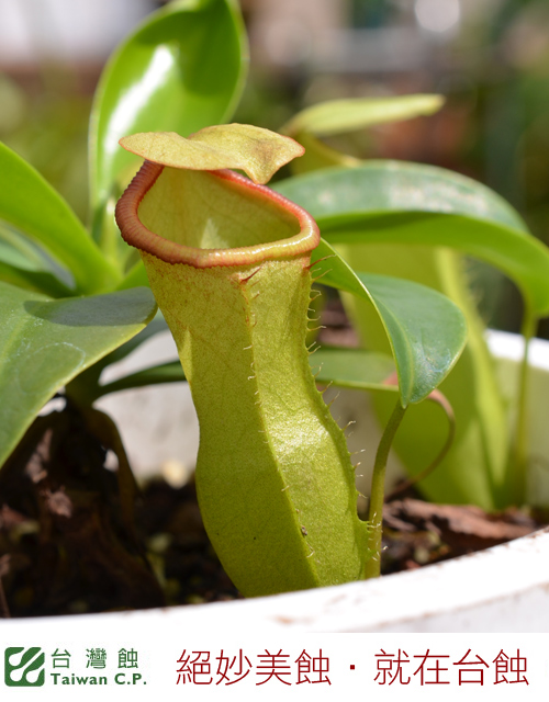 台灣蝕-風鈴葫蘆豬籠草-N. campanulata x ventricosa_03.jpg