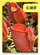 台灣蝕-紅蘋果豬籠草.jpg