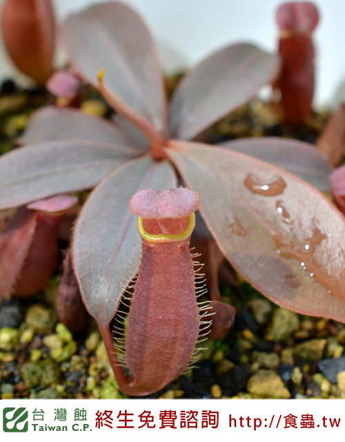 台灣蝕-長葉豬籠草-N. longifolia_03.jpg