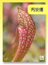 台灣蝕-芮安娜瓶子草.jpg