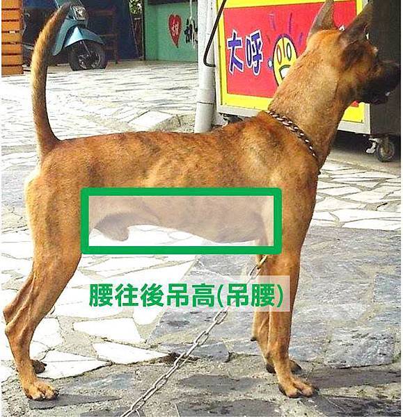 狗公腰判別圖 @ 台灣犬taiwandog :: 痞客邦 PIXNET ::