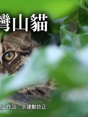 最後的臺灣山貓2