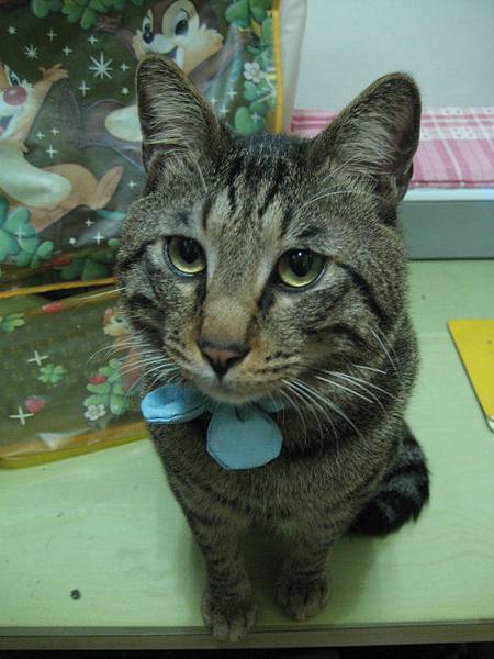 25453_1434669511167_5299219_n