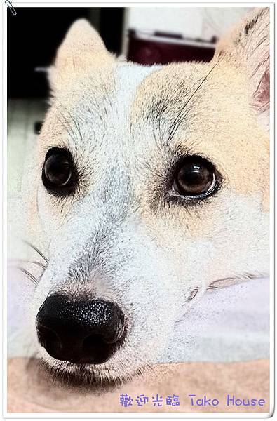 10549164_1507711049441108_2352384759177876473_o 10549164_1507711049441108_2352384759177876473_o