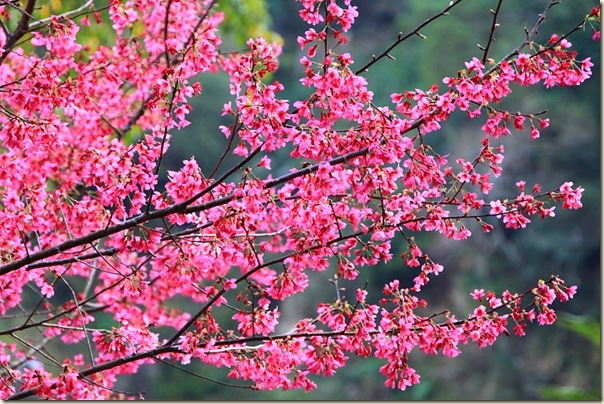 IMG_0019 IMG_0019