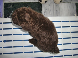 泰迪熊式樣巧克力貴賓(公)48天-2