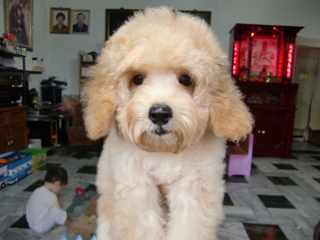 泰迪熊式樣奶油貴賓(母)3個半月