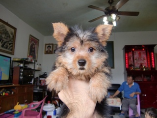 約克夏(母)兩個月