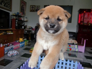 靦腆柴犬弟弟(公)35天