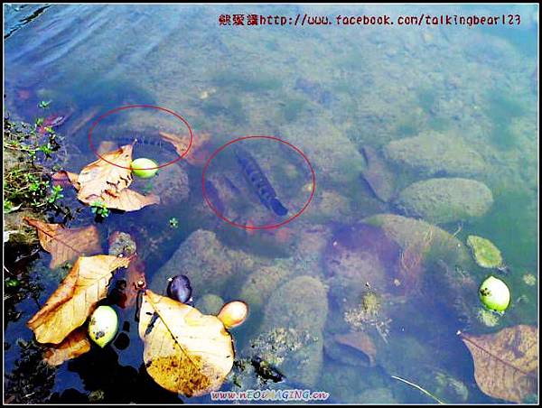 DSC00335 DSC00335