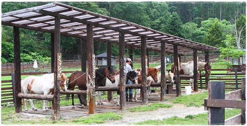 清里迷你馬場 (1) 清里迷你馬場 (1)
