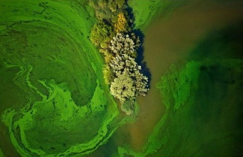 美國德克薩斯:大量使用除草劑的後果。