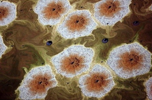 美國新奧爾良:化工廠為大地帶來的癌細胞。