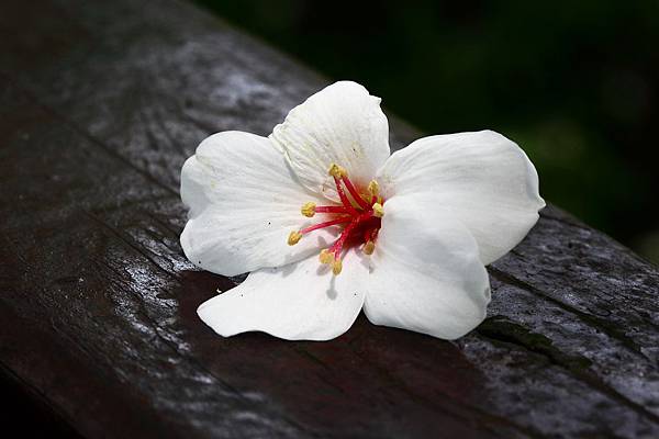20120424_土城桐花_11.JPG 20120424_土城桐花_11.JPG