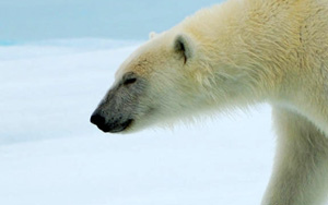 北極熊特寫 北極熊特寫