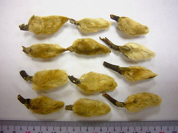 CHSHI2.jpg CHSHI2.jpg