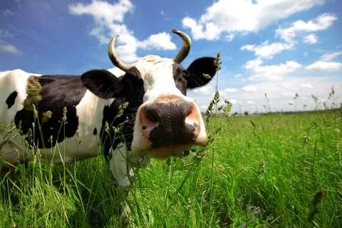 cow-in-the-field.jpg cow-in-the-field.jpg